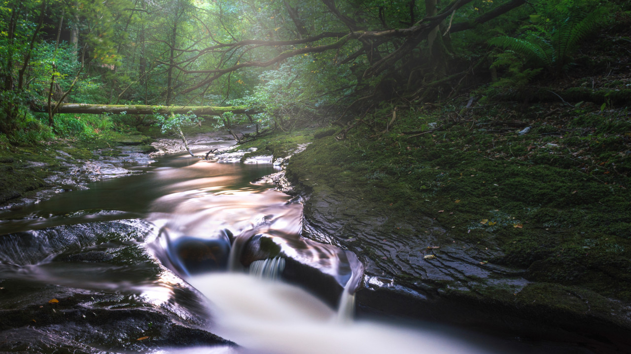 Asygarth Gelt Woods