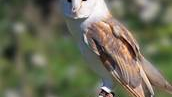 RSPB Geltsdale Bird Reserve