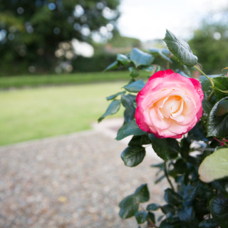Aysgarth Rose Garden