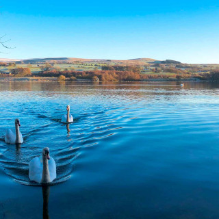 Watching swans on beautiful Talkin Tarn near to Wall and Lakes holiday cottage, Brampton