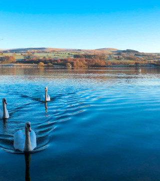 Watching swans on beautiful Talkin Tarn near to Wall and Lakes holiday cottage, Brampton
