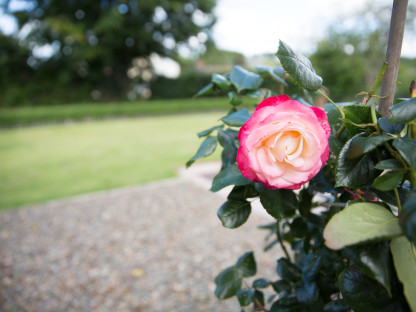 Aysgarth Rose Garden