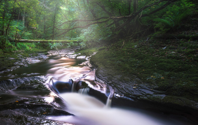Asygarth Gelt Woods
