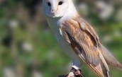 RSPB Geltsdale Bird Reserve